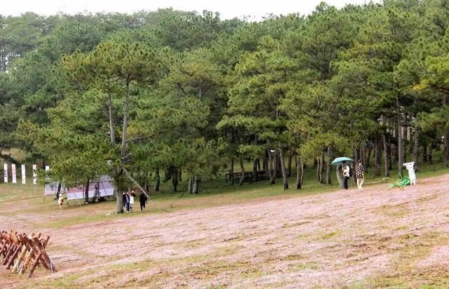 Cỏ hồng bên rừng thông xanh thu hút du khách từ trung tuần tháng 11 đến đầu tháng 12 hằng năm. ẢNH: LÂM VIÊN