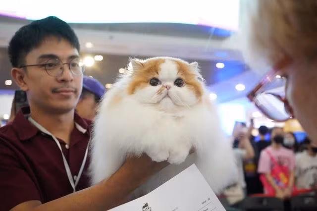 "Hoa hậu" mèo quốc tế 2024 đến từ Thái Lan