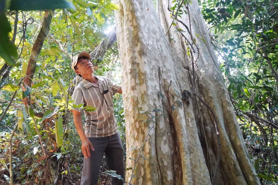 Bên trong Hòn Cấm "cất giấu" nhiều cây cổ thụ hàng trăm năm tuổi