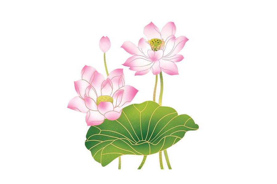 រូបភាព៖ T.N hoa-sen-bg.jpg