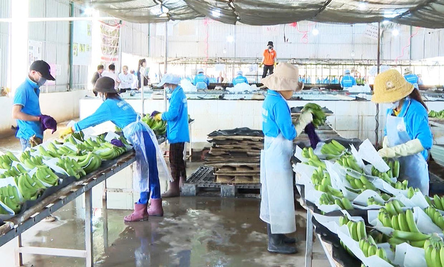 Các doanh nghiệp nỗ lực tìm kiếm thị trường mới cho mặt hàng trái cây. Ảnh: N.H 1bg.jpg