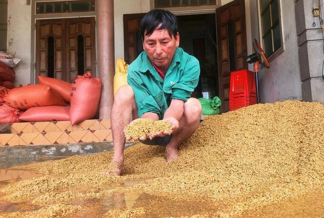 Tranh thủ nước lũ rút xuống, ông Ới thu dọn số lúa bị ướt để hong khô nhằm hạn chế thiệt hại. ẢNH: PHẠM ĐỨC Tranh thủ nước lũ rút xuống, ông Ới thu dọn số lúa bị ướt để hong khô nhằm hạn chế thiệt hại. ẢNH: PHẠM ĐỨC