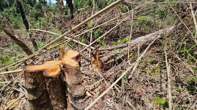 Hiện trường vụ phá rừng tại H.Ia H'Drai (Kon Tum). ẢNH: TRIỆU THANH Hiện trường vụ phá rừng tại H.Ia H'Drai (Kon Tum). ẢNH: TRIỆU THANH