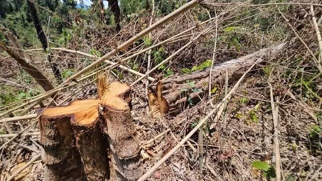 Hiện trường vụ phá rừng tại H.Ia H'Drai (Kon Tum). ẢNH: TRIỆU THANH