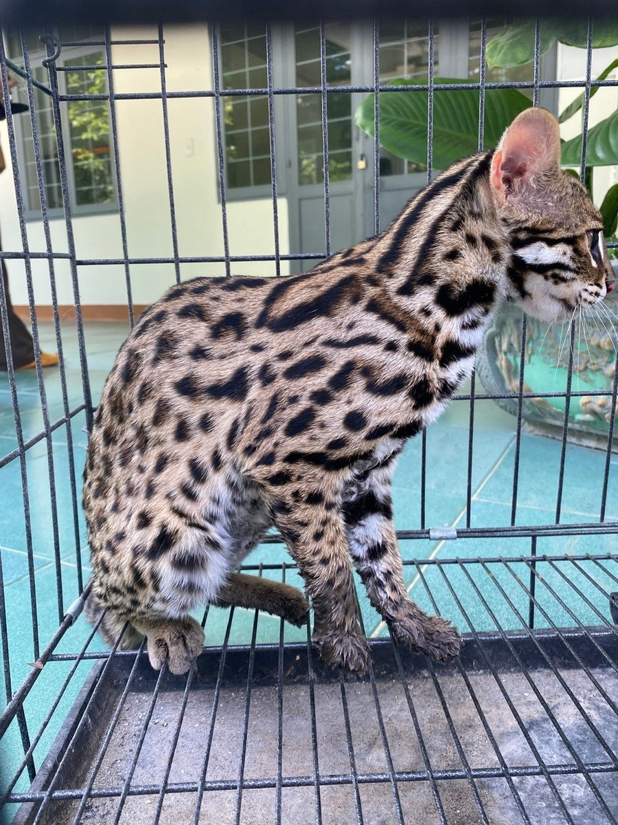 Cá thể mèo rừng Cá thể mèo rừng