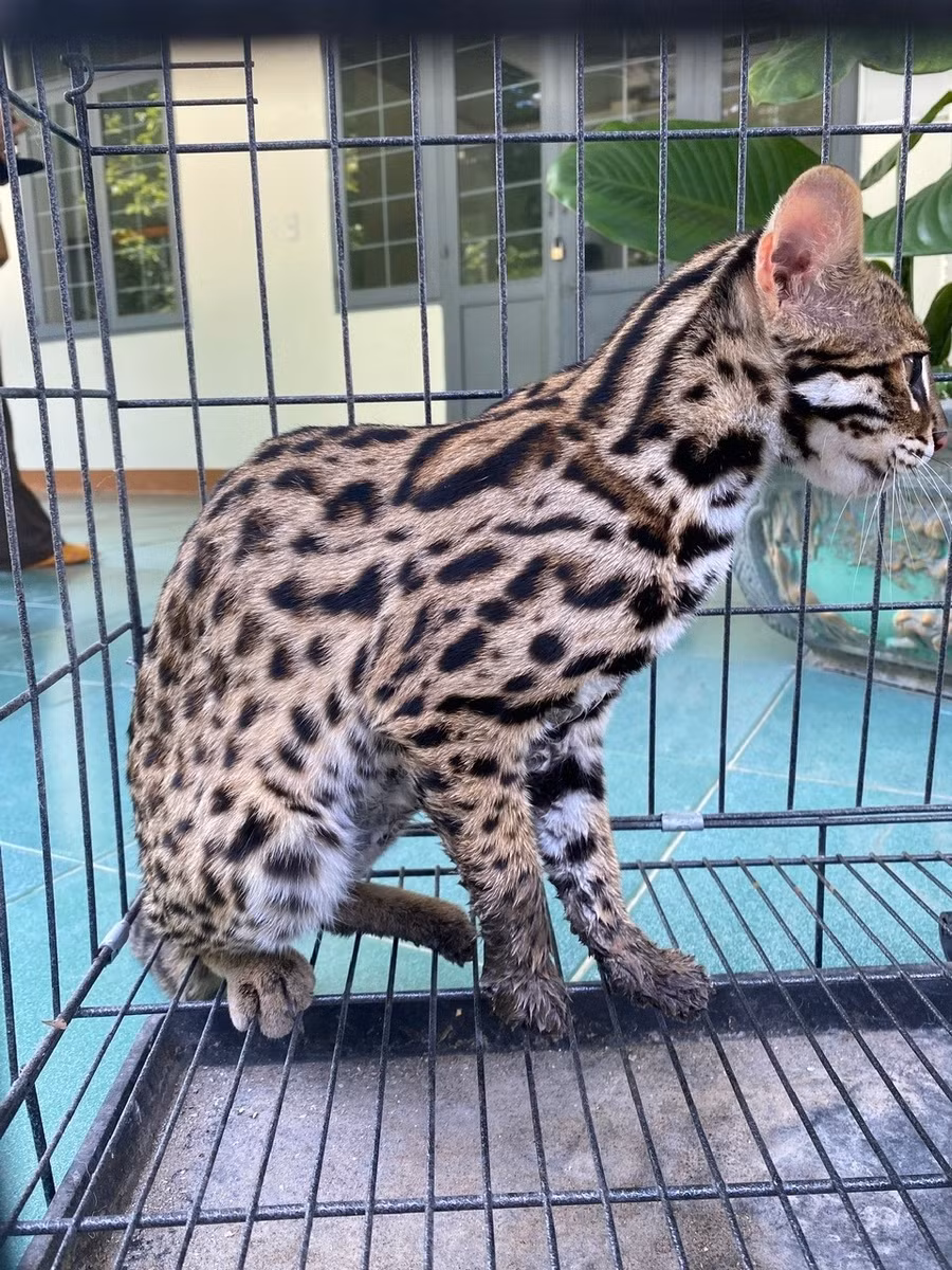 Cá thể mèo rừng