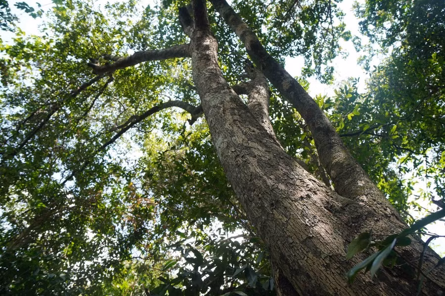 Suốt hành trình khám phá Hòn Cấm, chúng tôi được chiêm ngưỡng nhiều "lão cây" hàng trăm năm tuổi