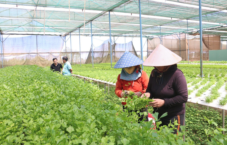 موظفو شركة Huong Dat An Phu One Member Co., Ltd. يحصدون الخضروات المزروعة بالطريقة المائية. الصورة: كوانغ تان 1tcong-ty-tnhh-mot-thanh-vien-huong-dat-an-phu-tien-hanh-thu-hoach-rau-duoc-canh-tac-theo-huong-thuy-canh.jpg