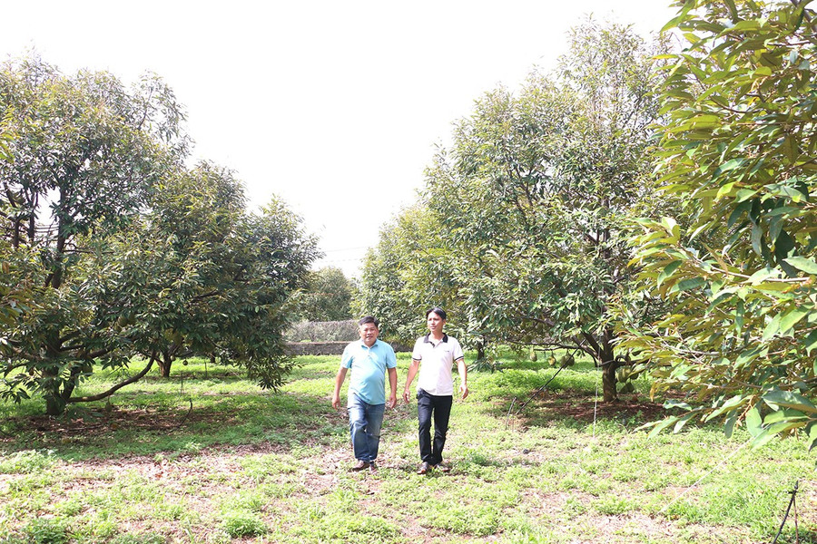 يتم زراعة حديقة الدوريان في مزرعة Sam Phat Ia Ly Farmstay بطريقة طبيعية وعضوية وآمنة للمستهلكين. الصورة: Q.T 4tvuon-sau-rieng-cua-farmstay-sam-phat-ia-ly-duoc-canh-tac-theo-huong-tu-nhien-huu-co-an-toan-voi-nguoi-tieu-dung.jpg