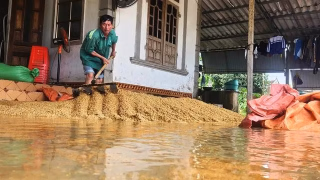 Nước lũ lên nhanh khiến 1,5 tấn lúa vừa gặt của gia đình ông Ới bị ướt sũng. ẢNH: PHẠM ĐỨC
