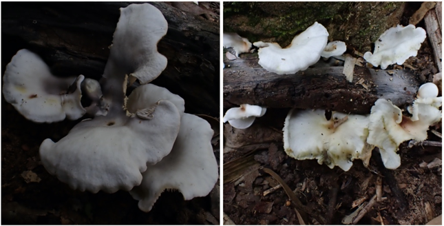 Quả thể nấm Omphalotus nidiformis và Neonothopanus nambi trong tự nhiên. Quả thể nấm Omphalotus nidiformis và Neonothopanus nambi trong tự nhiên.