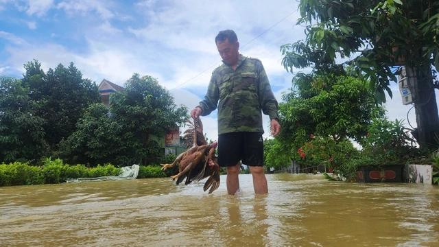 Lũ lụt xảy ra ngay đầu mùa hè khiến nhiều hộ dân không kịp trở tay, thiệt hại nặng về hoa màu và vật nuôi. ẢNH: PHẠM ĐỨC Lũ lụt xảy ra ngay đầu mùa hè khiến nhiều hộ dân không kịp trở tay, thiệt hại nặng về hoa màu và vật nuôi. ẢNH: PHẠM ĐỨC
