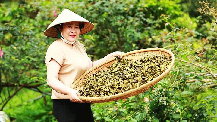 Chè sấy - hướng đi mới cho chè Truồi. 2giuvi.jpg