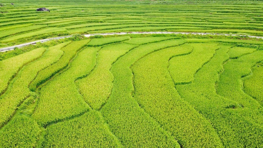 វាលរាបស្មើនៅលើ Ruộng bậc thang trên "cổng nhà trời" Pù Luông