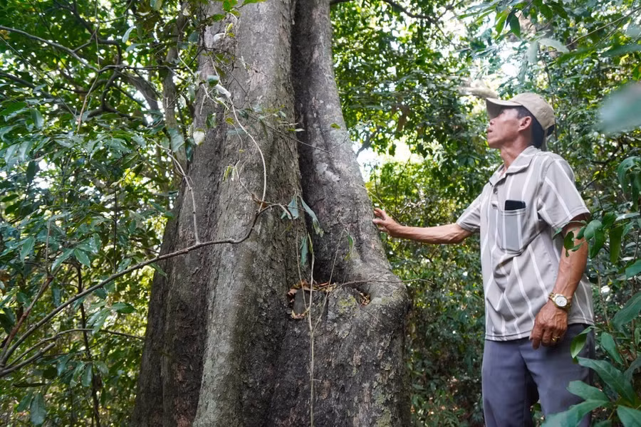 Gốc cây thị đen ăn quả cổ thụ khác nằm giữa Hòn Cấm