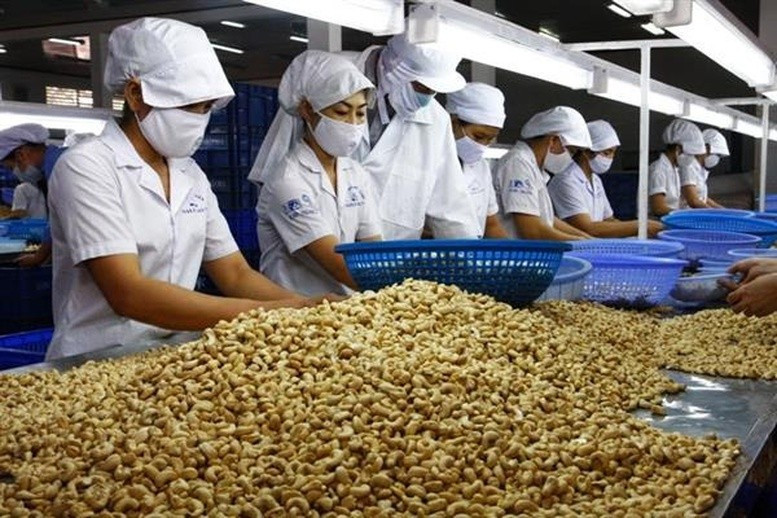 Vietnam imported more than 1 million tons of cashew nuts in the first 4 months of 2025. Photo source: VGP xkhatdieu.jpg