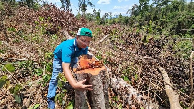 Nhiều cây gỗ có đường kính từ 30 đến 70 cm bị cưa hạ. ẢNH: TRIỆU THANH Nhiều cây gỗ có đường kính từ 30 đến 70 cm bị cưa hạ. ẢNH: TRIỆU THANH