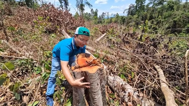 Nhiều cây gỗ có đường kính từ 30 đến 70 cm bị cưa hạ. ẢNH: TRIỆU THANH