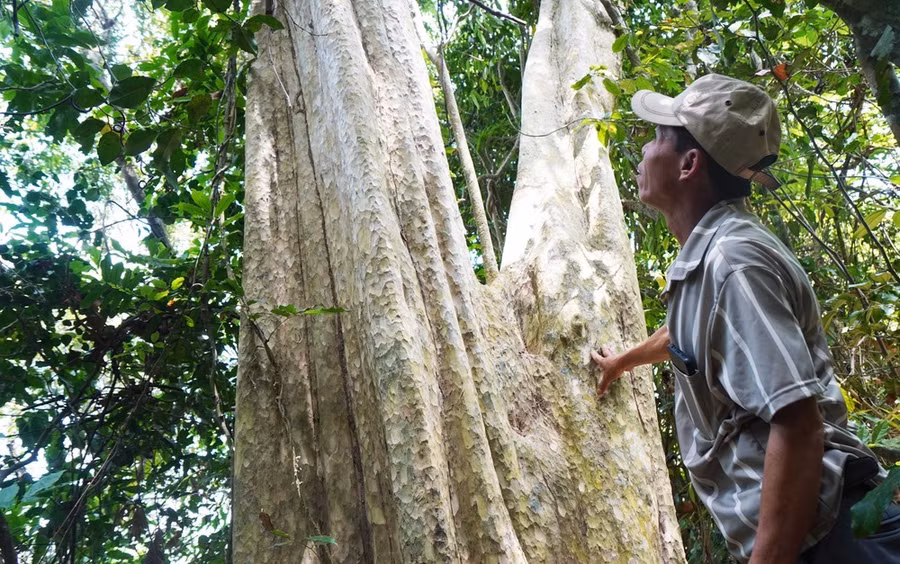 Một cây bằng lăng cổ thụ được cả làng Tiên Hòa gìn giữ hàng trăm năm