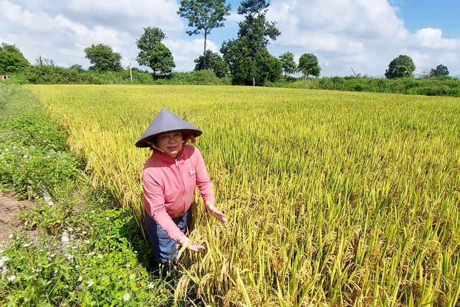 Bà Đặng Thị Dung (thôn 2, xã An Phú, TP. Pleiku) bên ruộng lúa Thơm Gia Lai chuẩn bị thu hoạch. Ảnh: N.D 1g.jpg