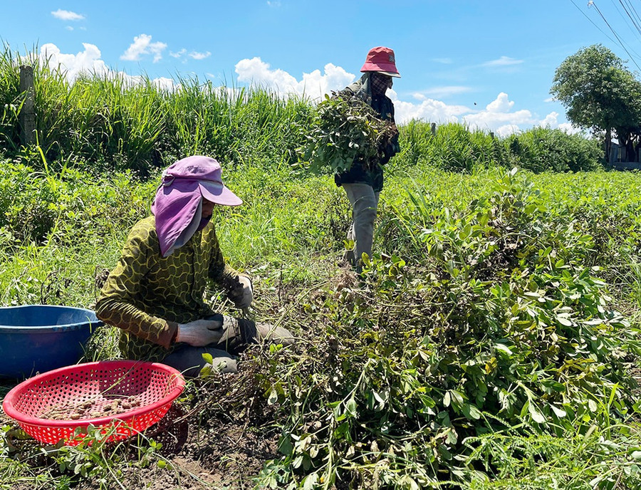 Nông dân Ia Trôk thu hoạch đậu phộng. Ảnh: Vũ Chi 22-nong-dan-ia-trok-thu-hoach-dau-phong-anh-vu-chi.jpg