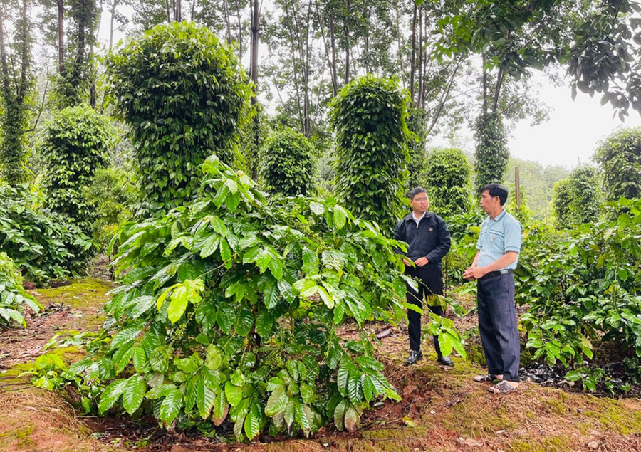 Xã Chư Prông có lợi thế về phát triển nông nghiệp với các loại cây trồng có giá trị kinh tế cao, trong đó có cây cà phê, hồ tiêu. Ảnh: Hồng Thương 9-1-bg.jpg