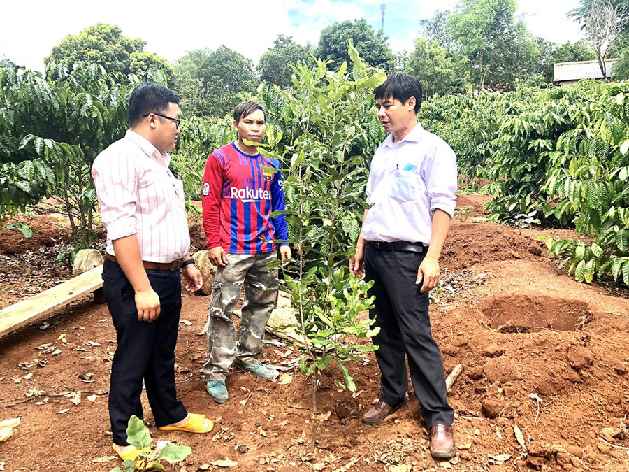 Người dân xã Ia Khươl được hỗ trợ cây mắc ca để trồng xen trong rẫy cà phê nhằm nâng cao thu nhập. 8-3.jpg
