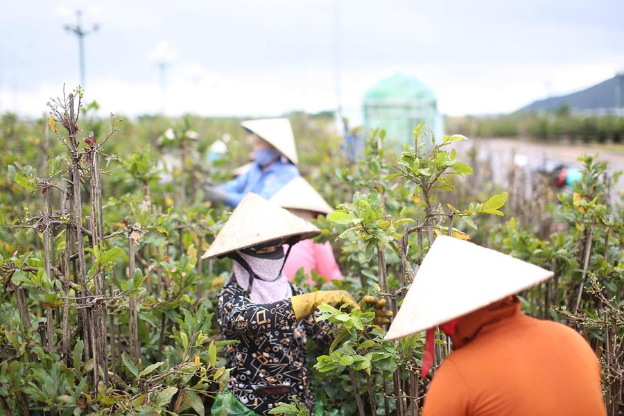 Nghề trồng mai vàng ở phường An Nhơn Đông đem lại nguồn thu nhập ổn định cho người dân. Ảnh: Hồng Phúc them33.jpg