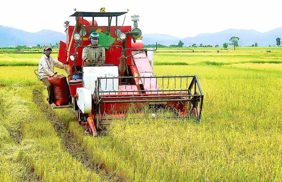 Xã Phú Thiện quan tâm xây dựng cánh đồng lúa lớn một giống, áp dụng giống mới năng suất, chất lượng cao gắn với tiêu thụ sản phẩm. Ảnh: Minh Phương bg5-1.jpg