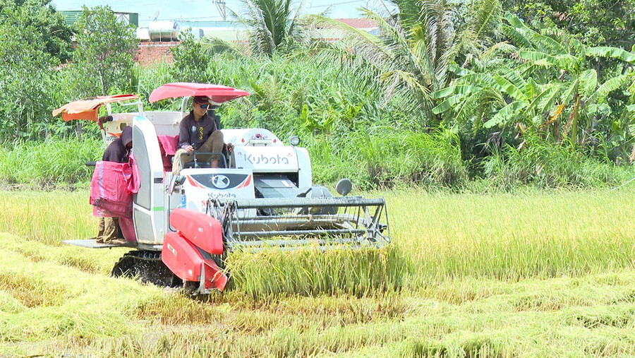 Nông dân xã Ia Hiao thu hoạch lúa. Ảnh: Viễn Khánh 7-4.jpg