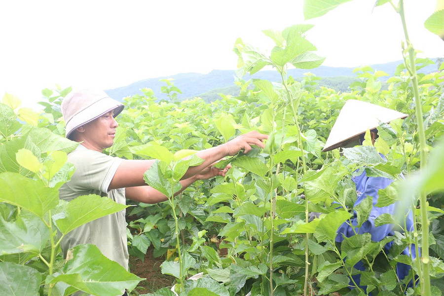 Nghề trồng dâu nuôi tằm đang “hồi sinh” trên mảnh đất An Hòa. Ảnh: Quang Tấn bgthem-2.jpg