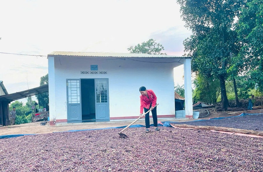 Cà phê là cây trồng và sản phẩm chủ lực của địa phương. Ảnh: P.D bg5-1-2902.jpg