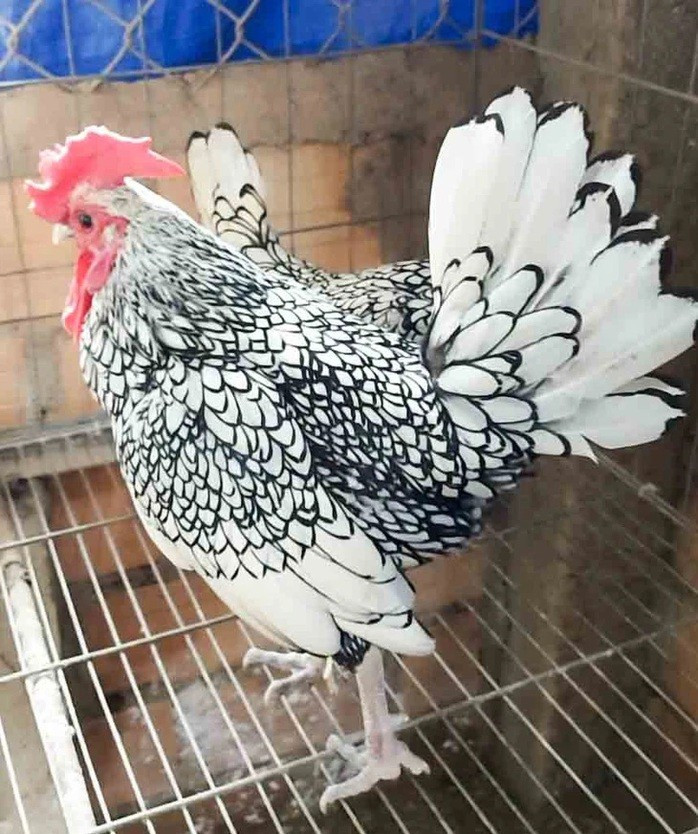 Giống gà đại cát, còn gọi là gà vảy cá, với bộ lông rất đẹp được trang trại anh Tín nhân nuôi để bán kiểng Giống gà đại cát, còn gọi là gà vảy cá, với bộ lông rất đẹp được trang trại anh Tín nhân nuôi để bán kiểng