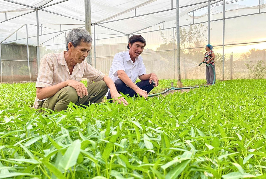 Xã Phú Thiện quan tâm chuyển đổi đất kém hiệu quả sang nhiều loại cây trồng khác, mang lại giá trị kinh tế cao. Ảnh: Minh Phương them5-6.jpg