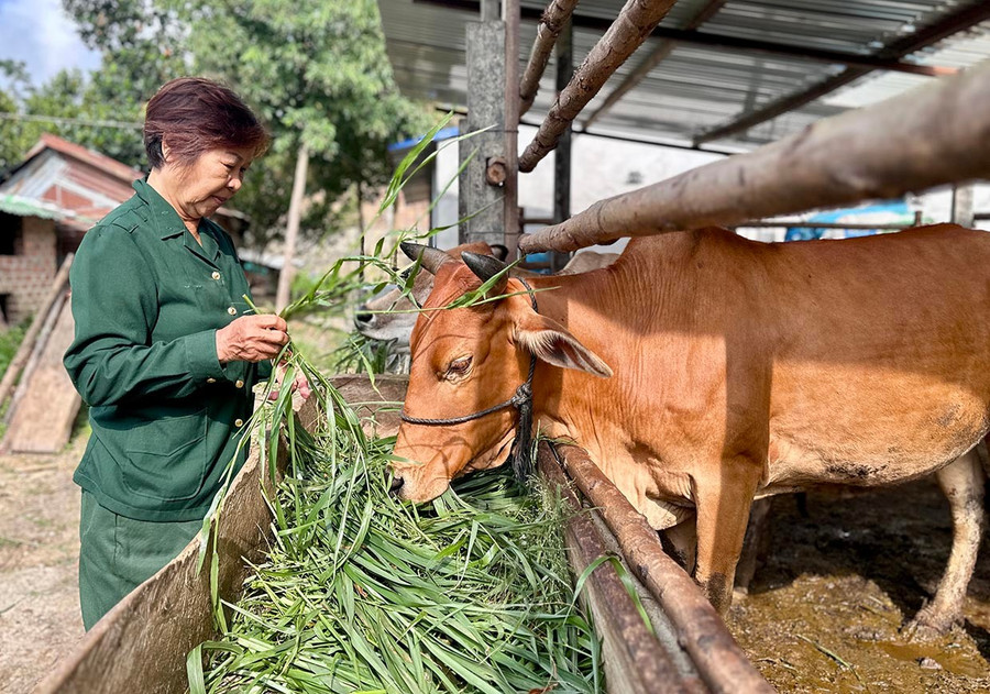 Đời sống người dân xã Ayun từng bước ổn định nhờ phát triển mô hình trang trại chăn nuôi. Ảnh: Hà Duy 3bg.jpg