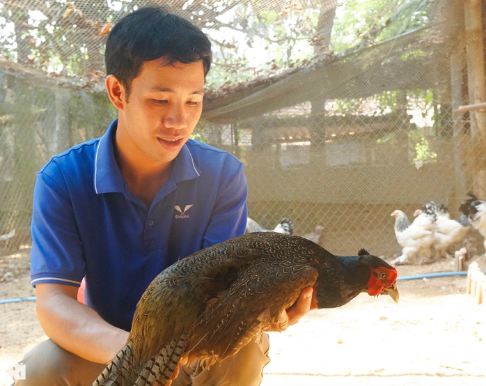 Anh Tín phát triển nhiều dòng chim trĩ 7 màu, gà xuất xứ từ nước ngoài Anh Tín phát triển nhiều dòng chim trĩ 7 màu, gà xuất xứ từ nước ngoài
