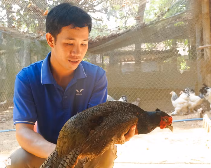 Anh Tín phát triển nhiều dòng chim trĩ 7 màu, gà xuất xứ từ nước ngoài