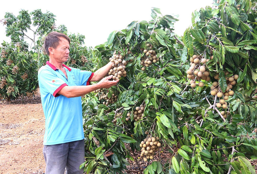 Nông dân xã Kông Chro đầu tư phát triển cây nhãn trái vụ mang lại hiệu quả kinh tế cao. Ảnh: N.D 2bg.jpg
