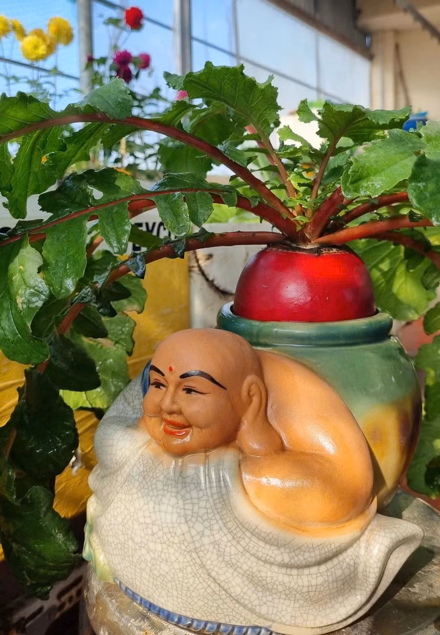 Củ cải đỏ thần tài được chị Thơm trồng trong chậu nhìn rất đẹp mắt. ẢNH: NGUYỄN THỊ THƠM