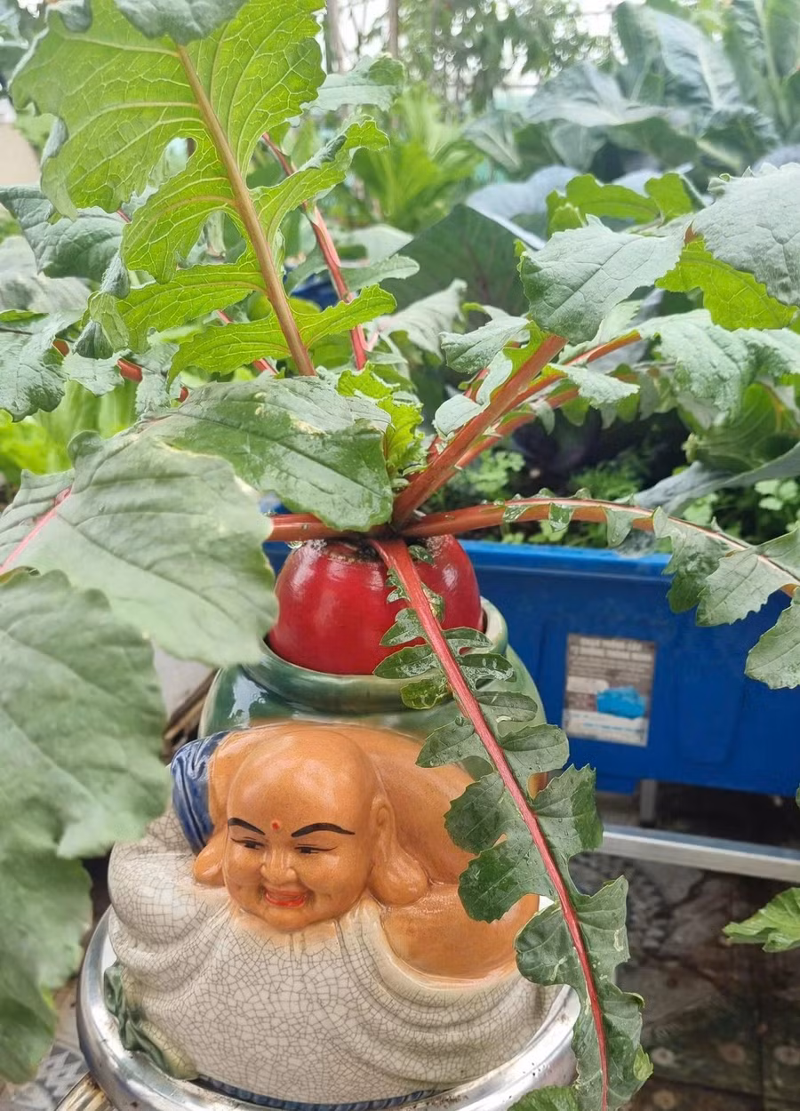 Củ cải đỏ thần tài khi lớn lên sẽ rất đẹp. ẢNH: NGUYỄN THỊ THƠM