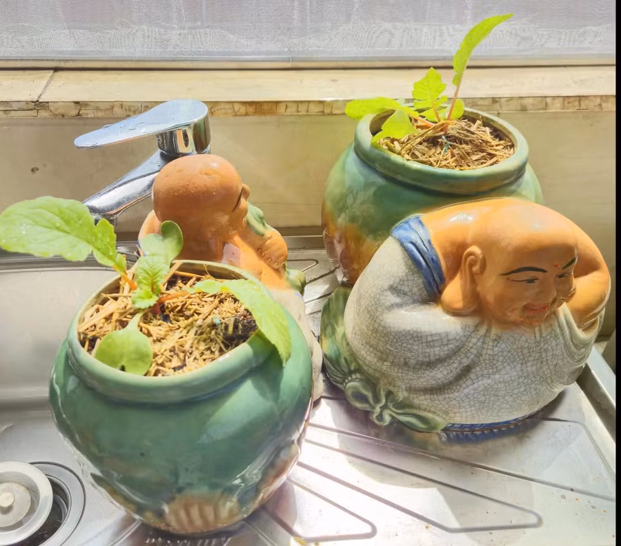 Cây từ khi còn nhỏ