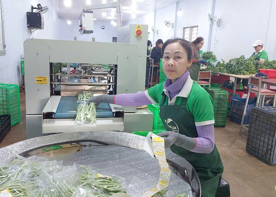 Khu vực sơ chế rau củ quả của Công ty TNHH một thành viên Hương Đất An Phú. Ảnh: N.D day-manh-ung-dung-khoa-hoc-cong-nghe-trong-nong-nghiep-bg.jpg