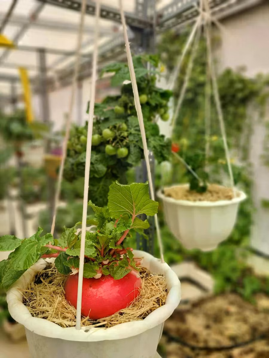 Năm nay chị Hương trồng khá nhiều củ cải đỏ thần tài. ẢNH: NGÔ HƯƠNG