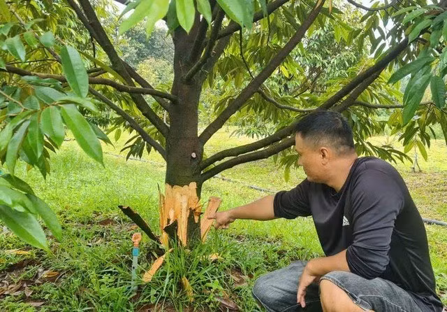 Một trong 17 cây sầu riêng của gia đình anh Trung bị kẻ gian phá hoại.
