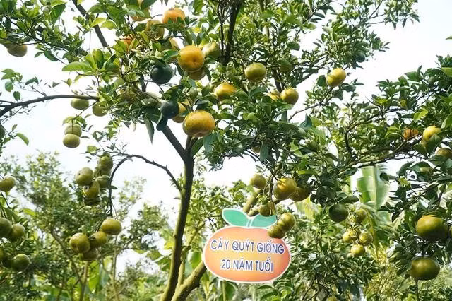 Những cây quýt hồng trên 20 năm tuổi tại vườn của chị Liên