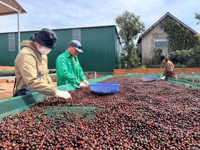 Phơi cà phê tại Học viện Café Việt Nam VCA. Ảnh: AN NA