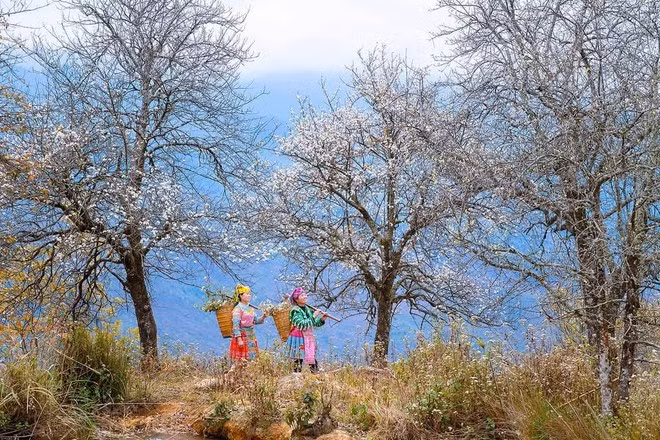 Sơn La còn có những cánh rừng hoa sơn tra tuyệt đẹp, tập trung nhiều nhất ở bản Nậm Nghẹp.