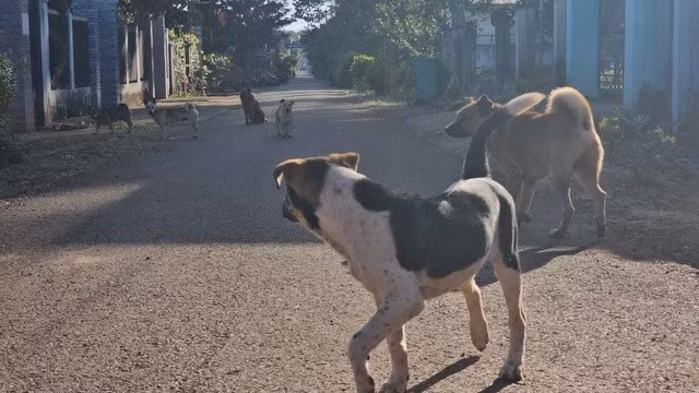 2 năm gần đây, tình hình dịch bệnh dại ở Đồng Nai diễn biến phức tạp với nhiều ổ dịch xuất hiện ở nhiều địa phương trên toàn tỉnh. ẢNH: LÊ LÂM