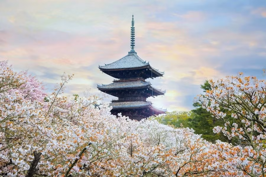 Mùa hoa anh đào nở ở Kyoto. ẢNH: Shutterstock