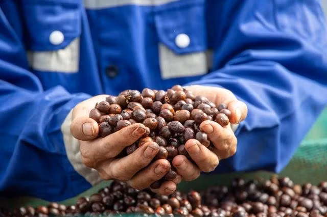 Giá cà phê tiếp tục lập kỷ lục mới. ẢNH: HOÀNG NGUYỄN